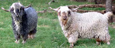 Caleb and Valentino Angora goats from Kai Ranch