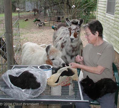 Sharon skirting llama fiber with help from llamas and cat.